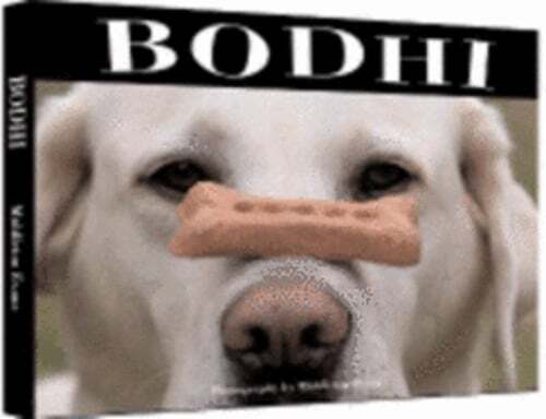 Bodhi the all american - the,